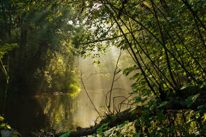 Lithuanian jungle