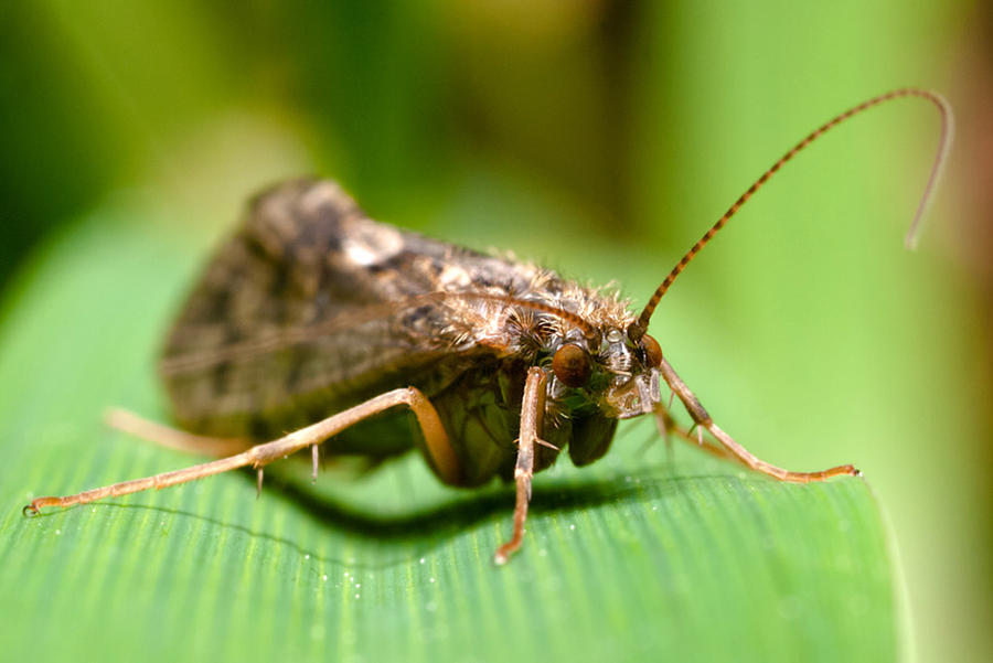 Befuddled Insect Frightened by Mentos18 on DeviantArt