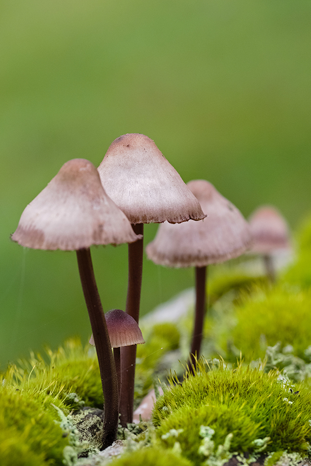 Baby mushroom