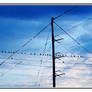Birds on theWire