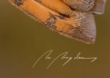 Barn owl detail