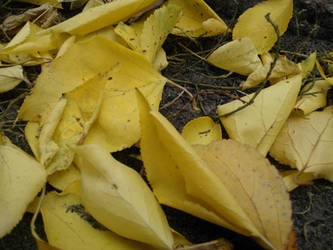 fallen leaves...