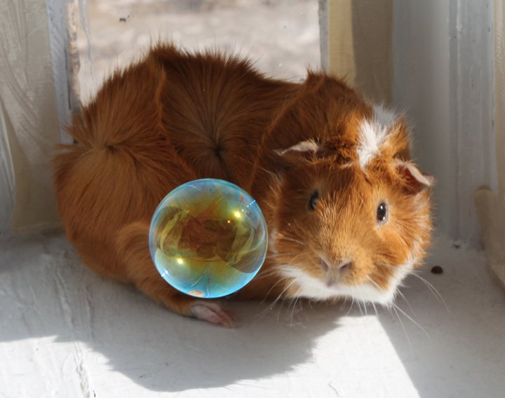 Guinea Pig with Bubbles 1