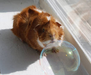 Guinea Pig with Bubbles 2