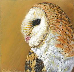 Barn Owl