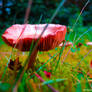 Mushroom 1