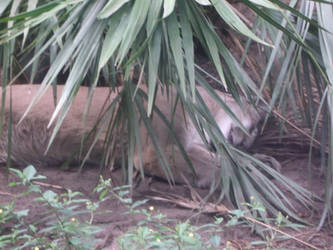 JAX Zoo - Sleeping Cougar