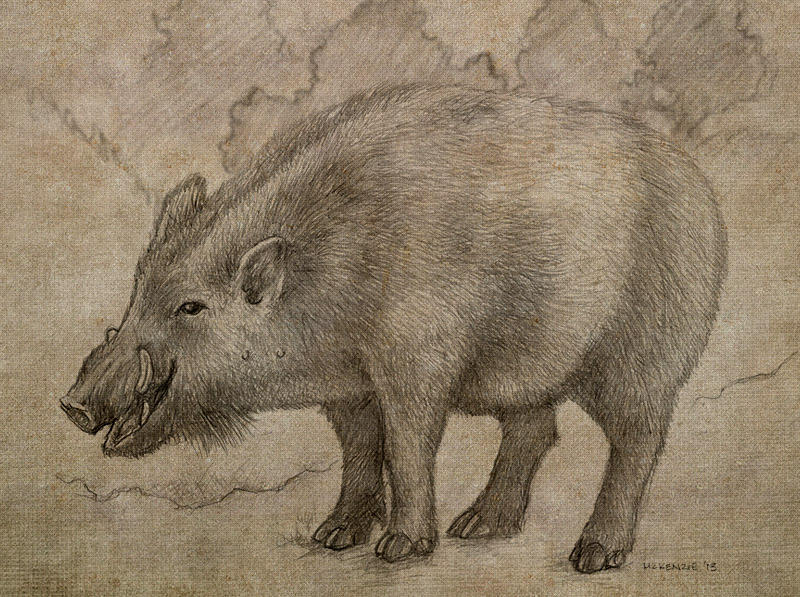 Easy To Draw Razorback Razorback Sketch by mlmckenzie on DeviantArt