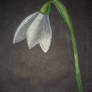 Snowdrop