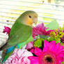 Lovebird