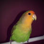 Rex