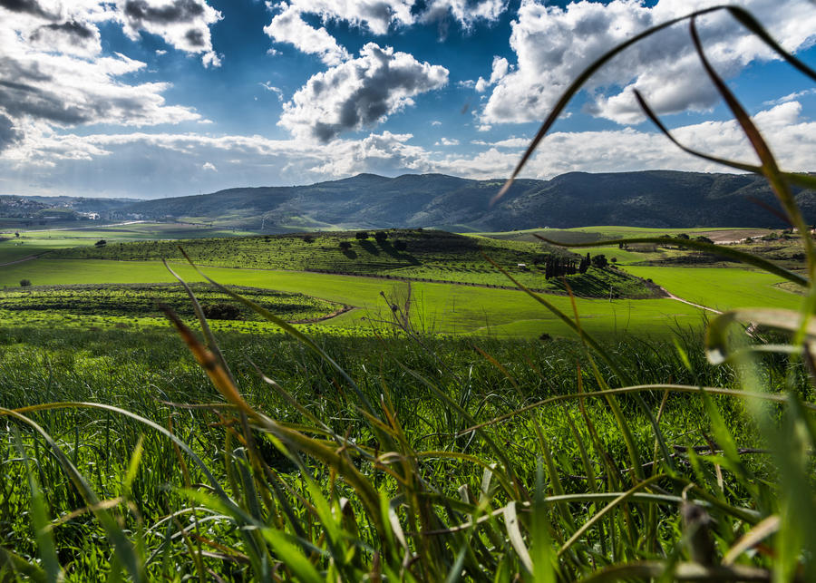 Green Fields