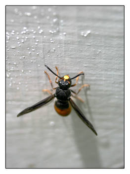 Some kind of wasp