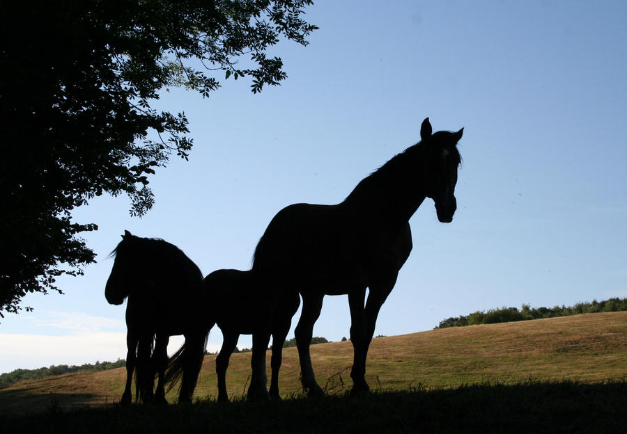 Big black horse.