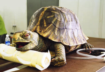Miller Lite Commercial Tortoise