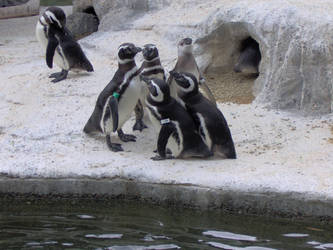 Penguins