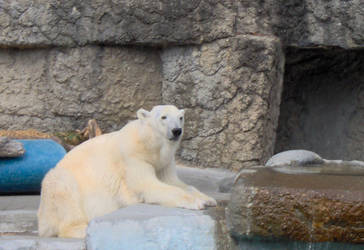 Polar Bear 3