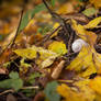 A lonely snail in autumn woods