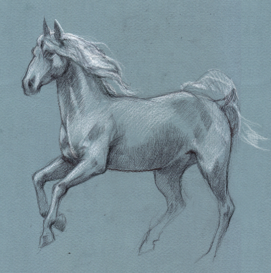 Horse sketch