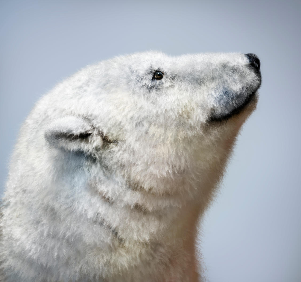 Polar Bear