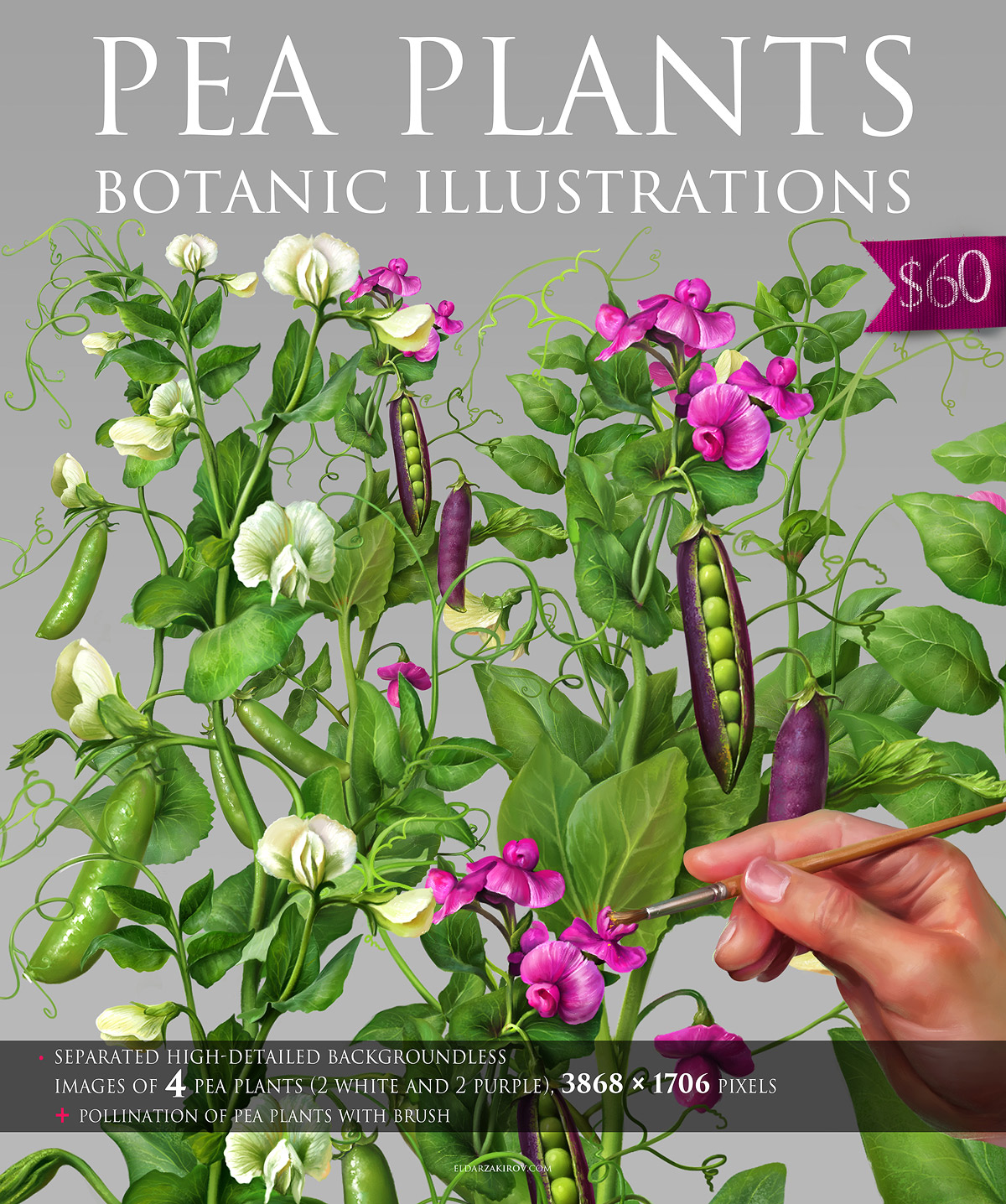 Painted Botanic Illustrations of Pea Plants