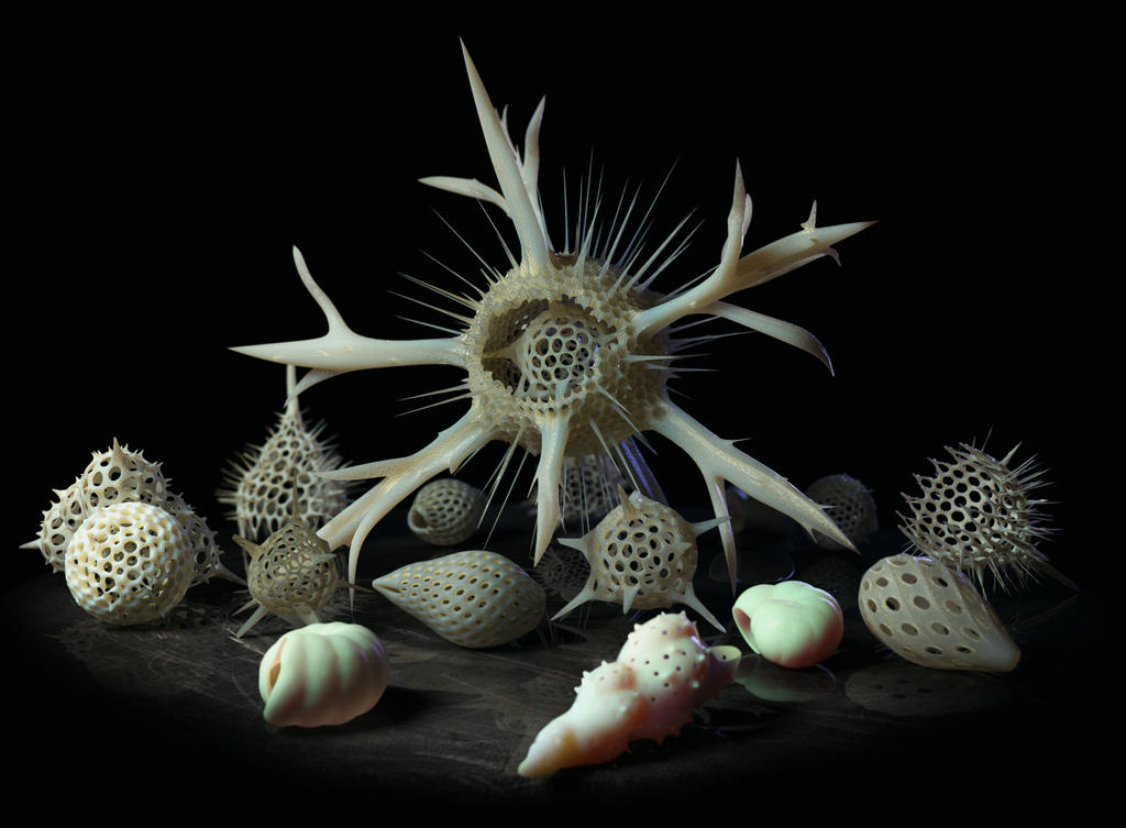 Radiolaria and Foraminifera