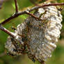 Polistes Dominula (The European paper wasp) colony