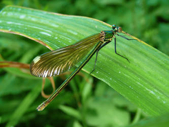 Banded demoiselle also called Calopteryx splendens