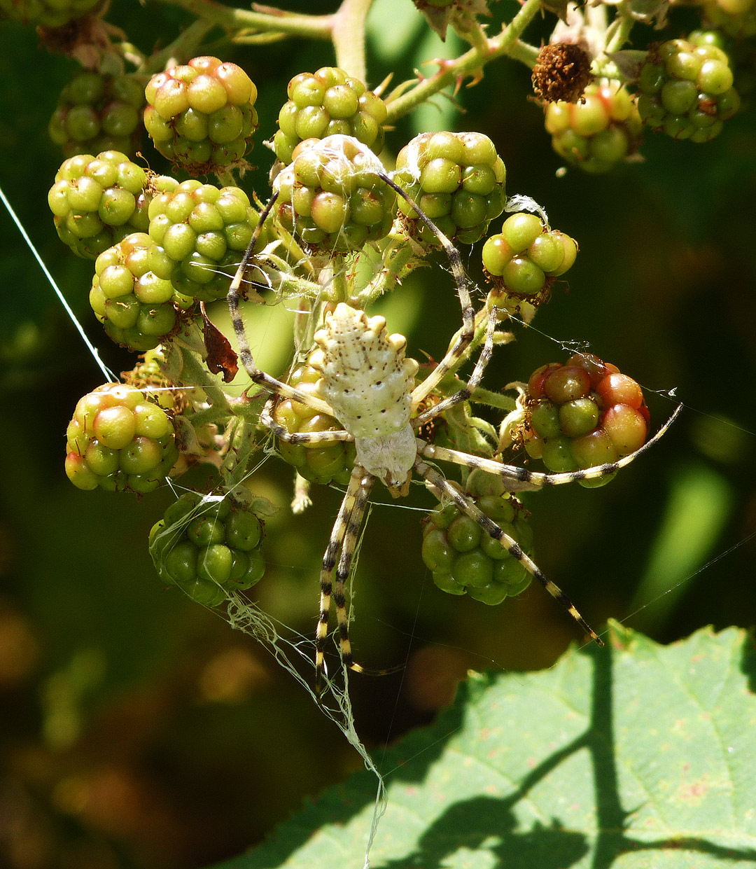 The spider Argiope lobata is making catching web