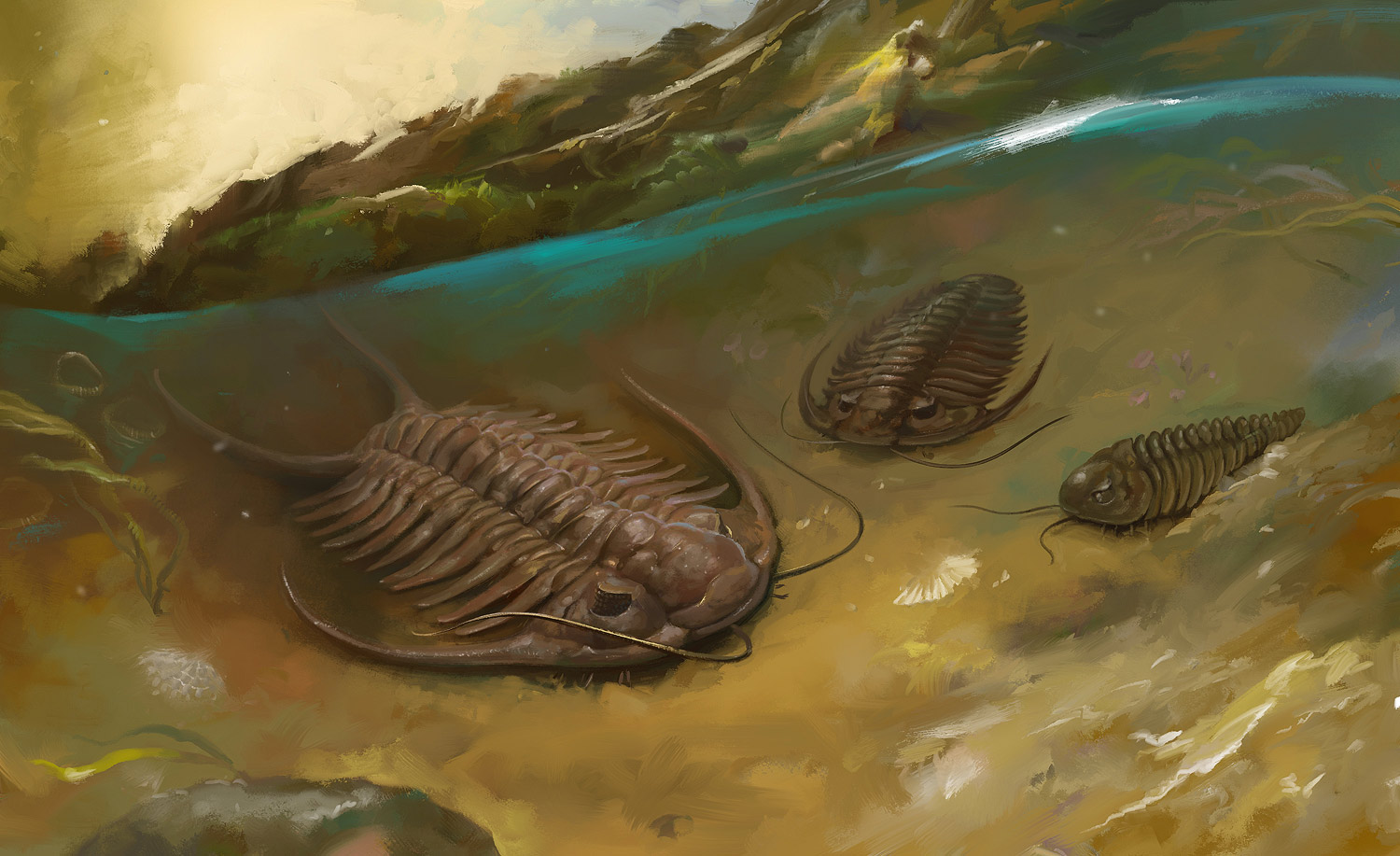 Trilobits