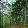 Pine forest in Chatkal State Nature Reserve