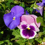 Floristic Publishing: Pansy