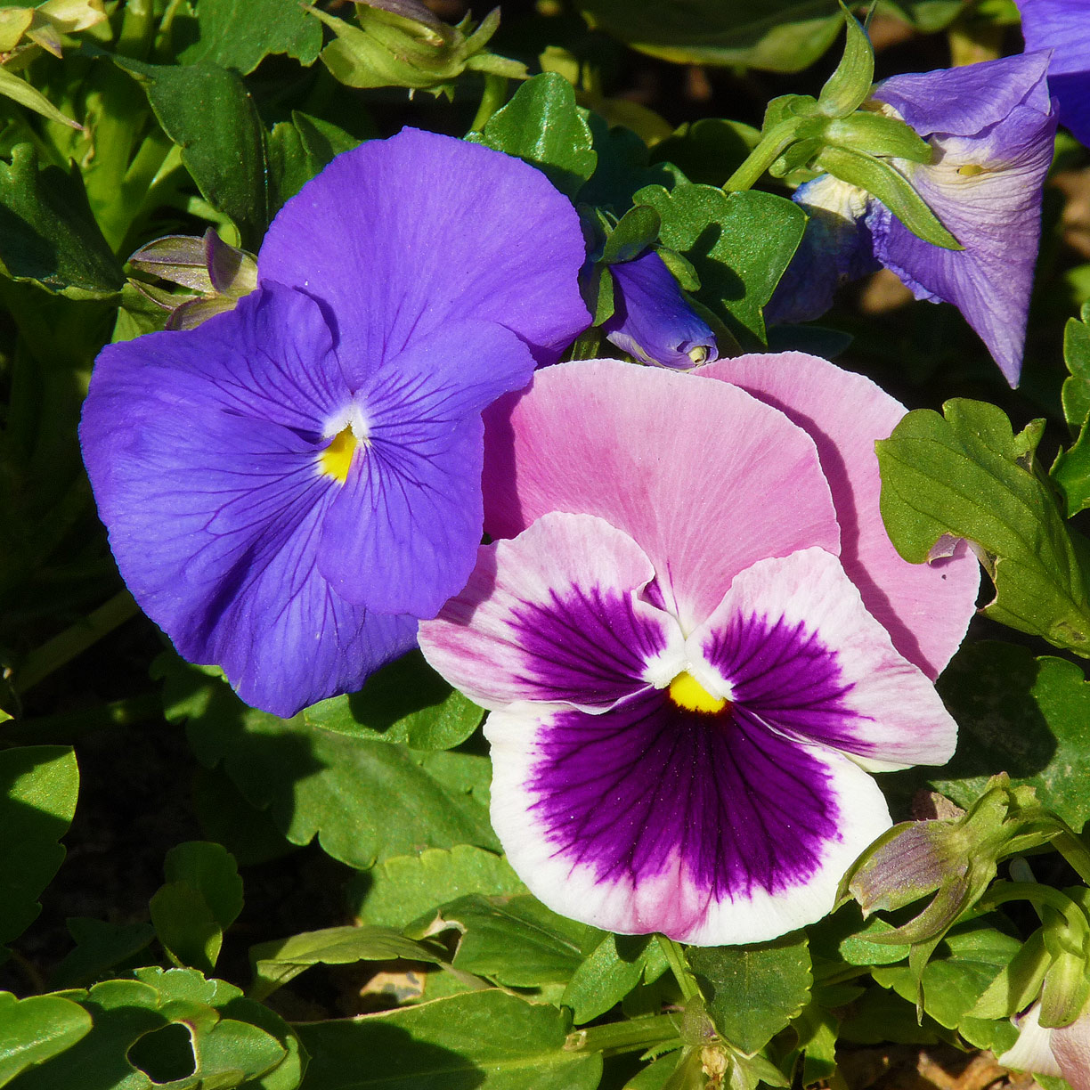 Floristic Publishing: Pansy