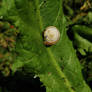 A small snail on a dandelion leaf