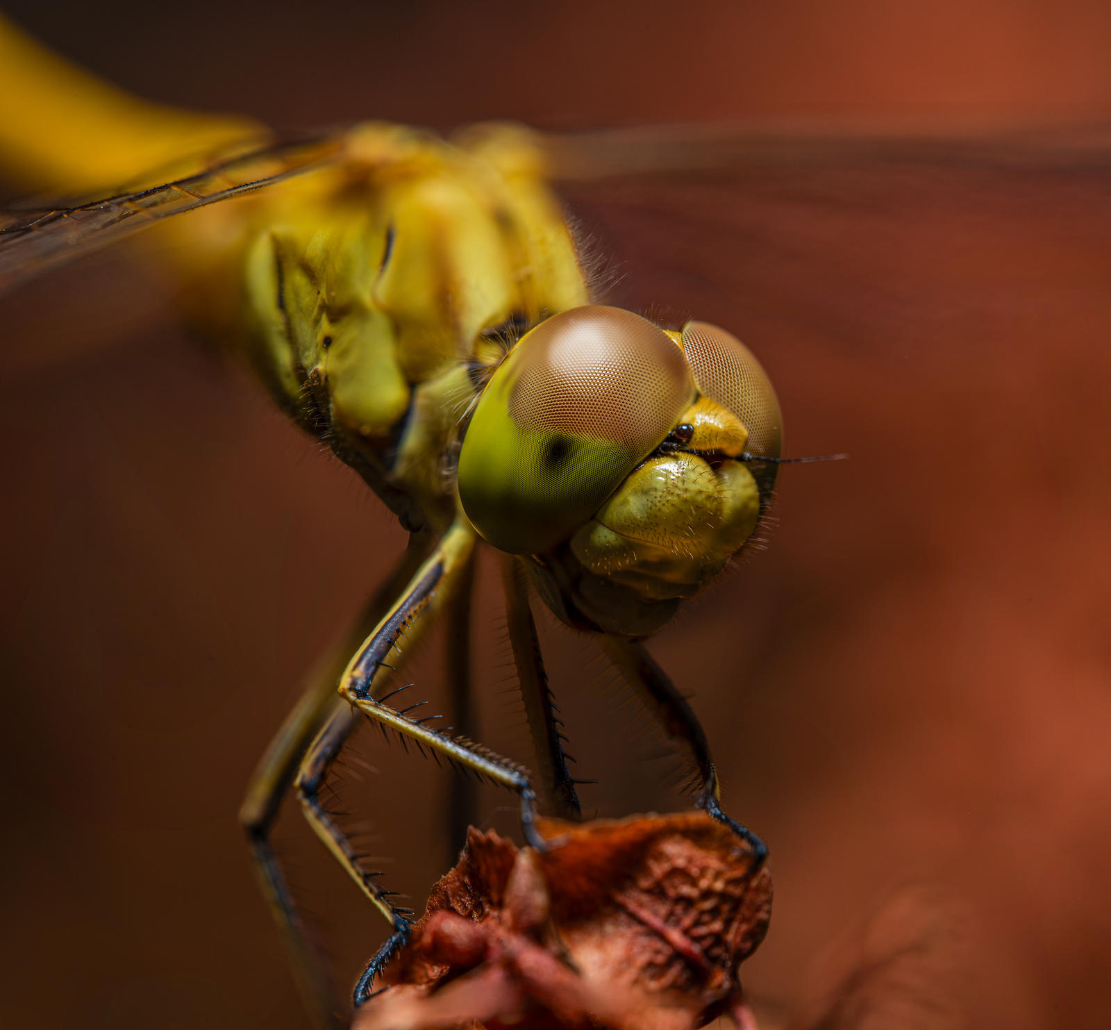 Sympetrum by EldarZakirov on DeviantArt