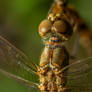 Sympetrum meridionale (?)