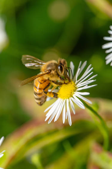 A honey bee on a wild chamomile flower