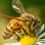 A honey bee on a wild chamomile flower Close-up