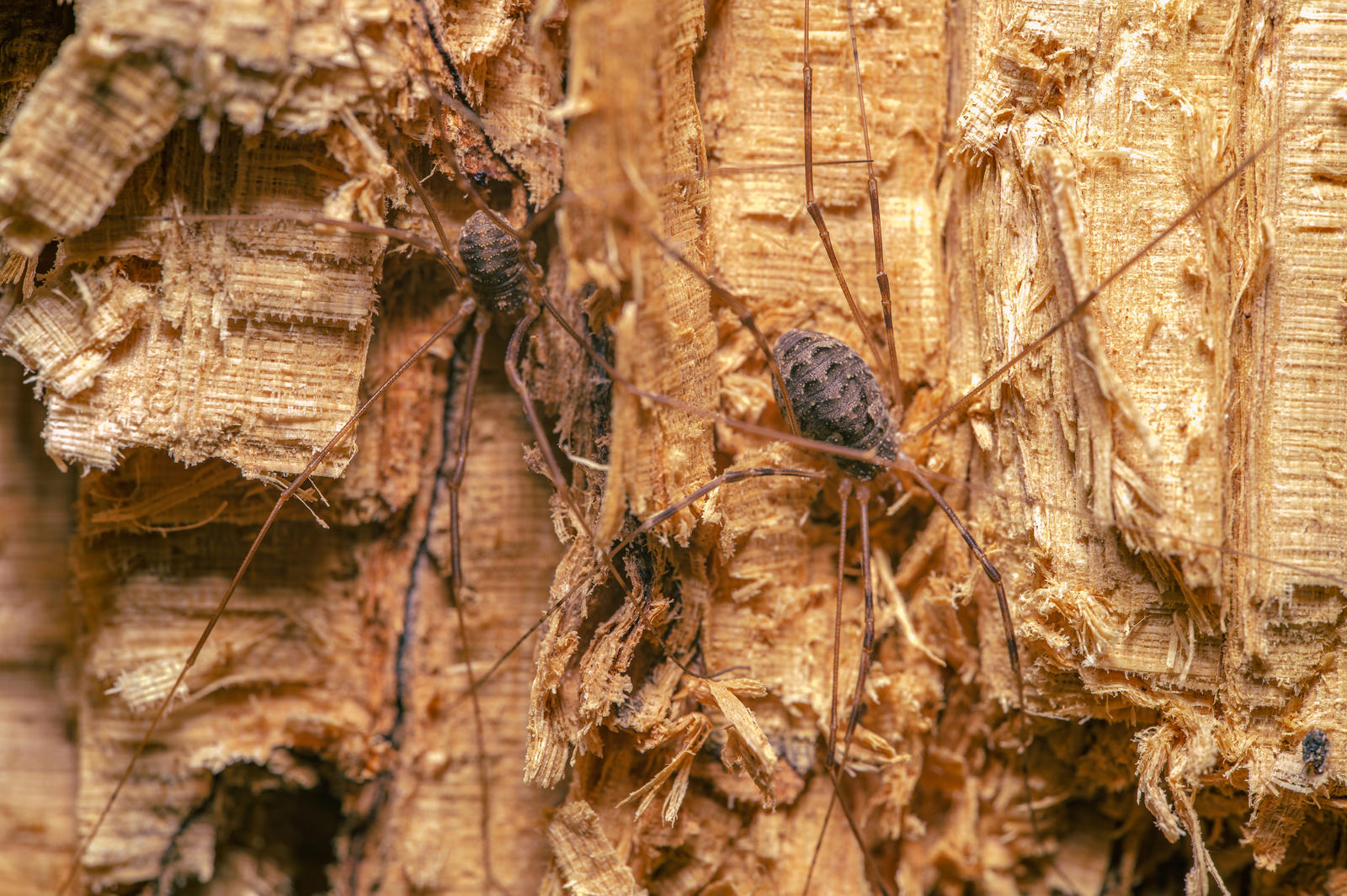 Opiliones Inca Pattern Harvestmen-Opiliones by EldarZakirov on DeviantArt