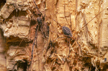 Harvestmen-Opiliones by EldarZakirov