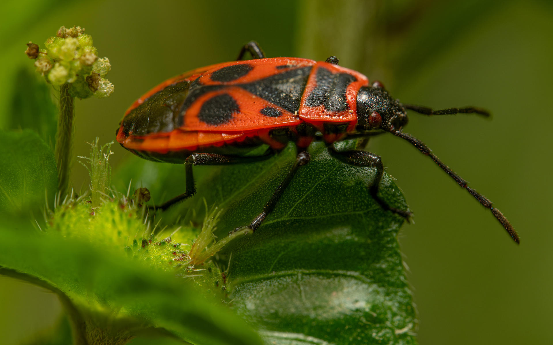 Pyrrhocoris apterus, the Firebug by EldarZakirov on DeviantArt