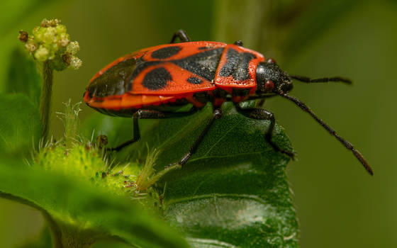 Pyrrhocoris apterus, the Firebug