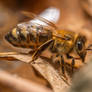 Honeybee at watering hole