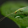 Common Green Lacewing