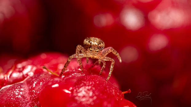 Crab-spider in raspberry