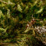 The Cornfield ant in mosses