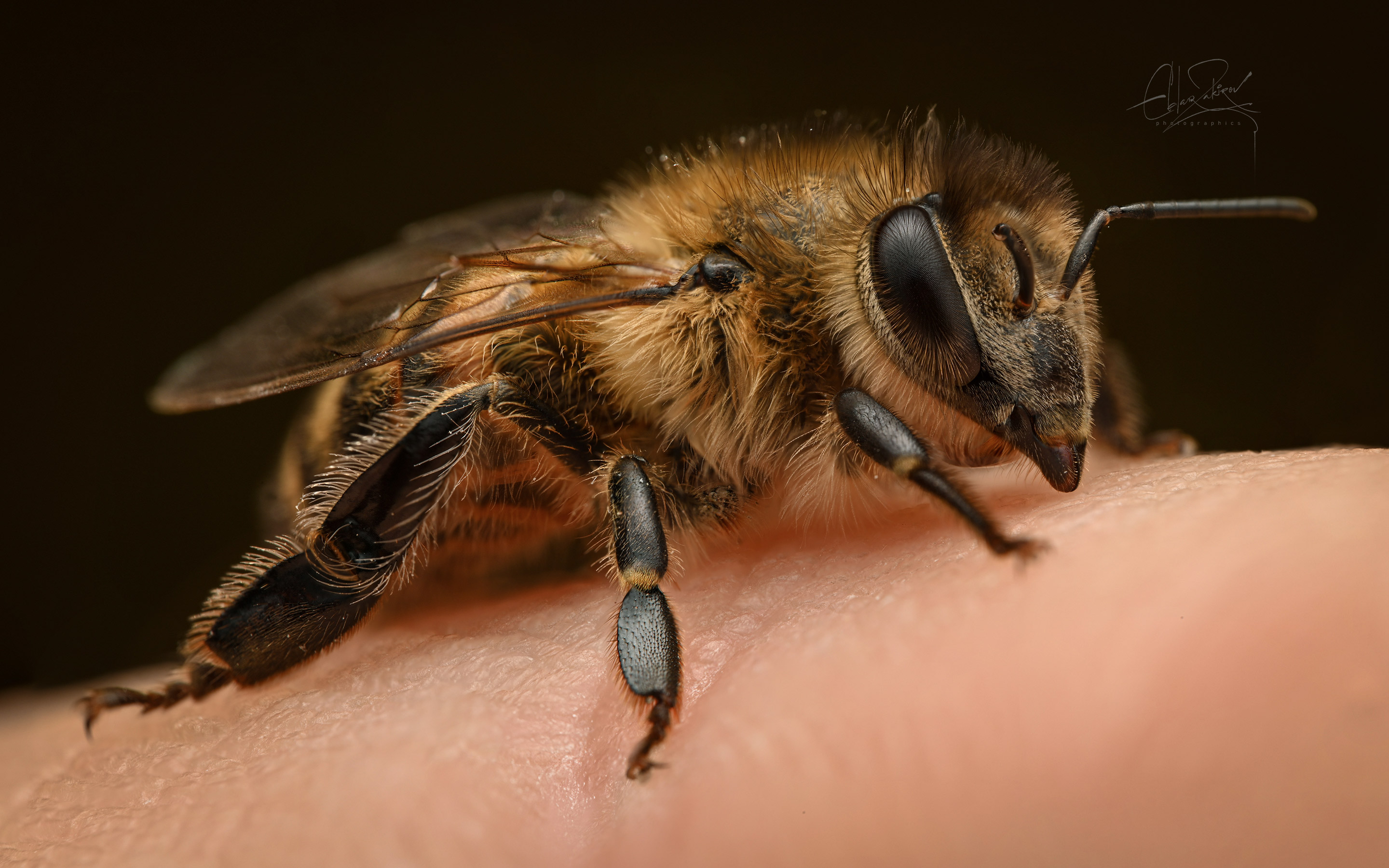 Apis mellifera on my finger