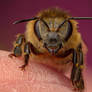 Honeybee on my fingertip