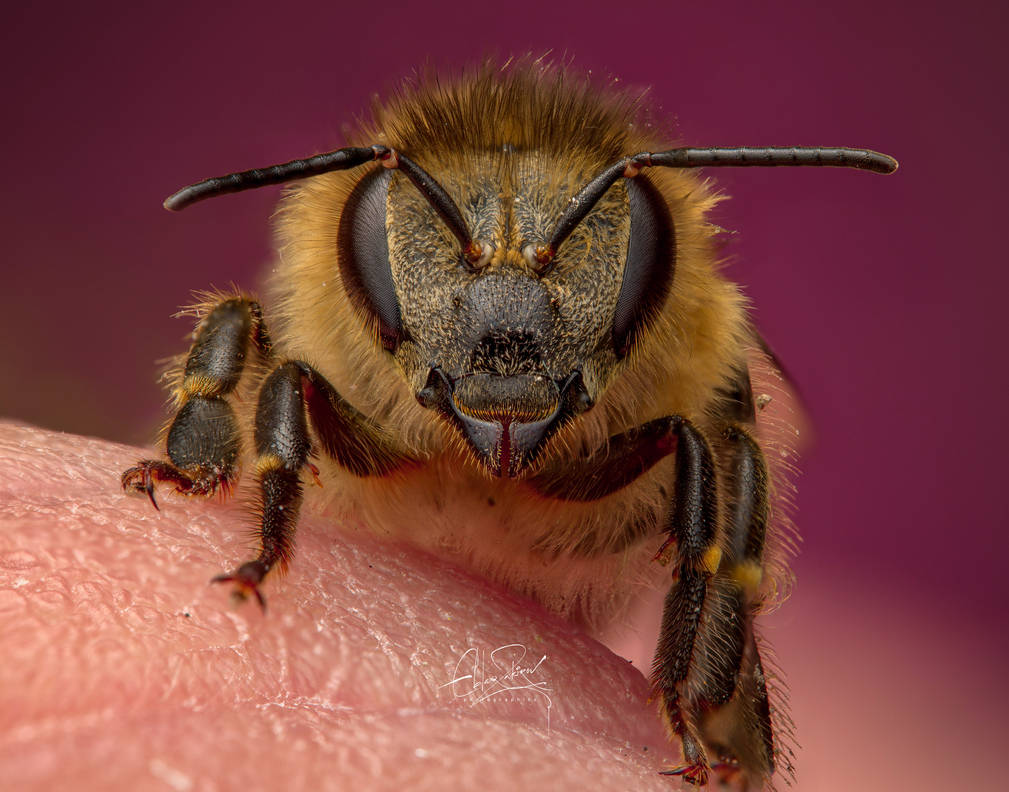Honeybee on my fingertip