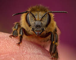 Honeybee on my fingertip